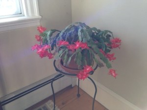 "Day of the Covenant" cactus in bloom